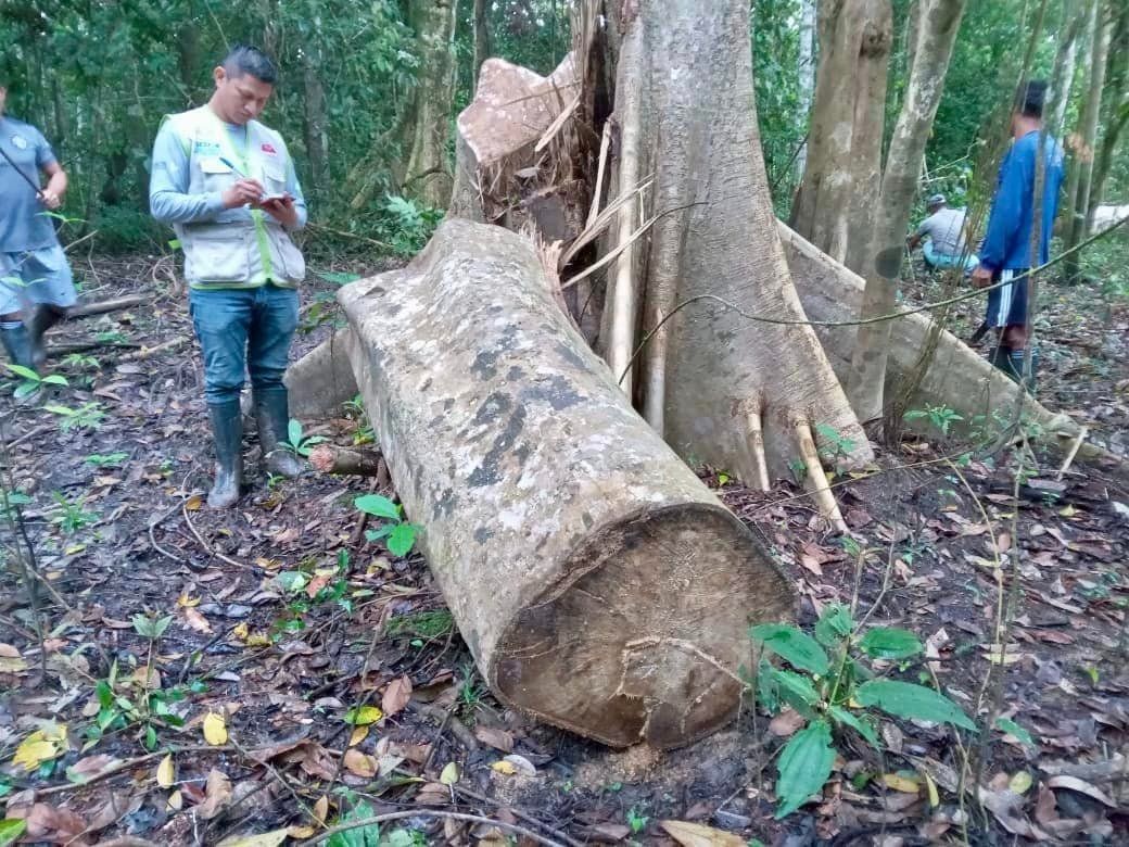 GERFOR Mariscal Ramón Castilla realizó inspección ocular ante presunta tala ilegal