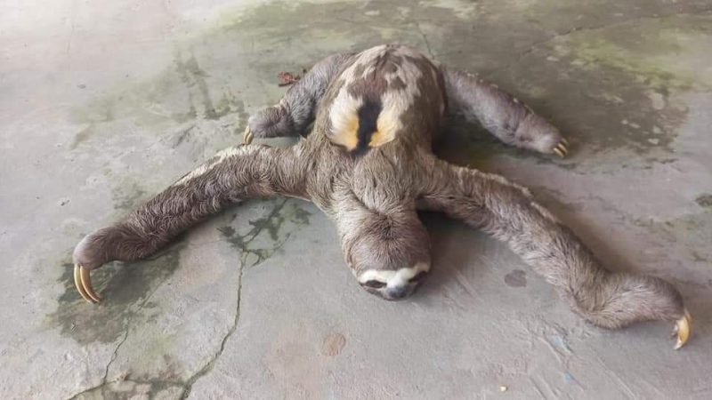 Rescate de un oso perezoso en Iquitos