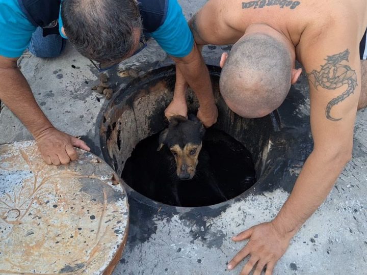 Rescatan a perro tras caer en un buzón sin tapa