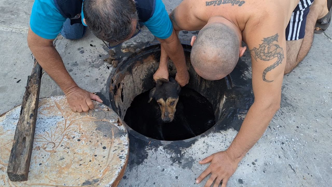 Rescatan a perro tras caer en un buzón sin tapa