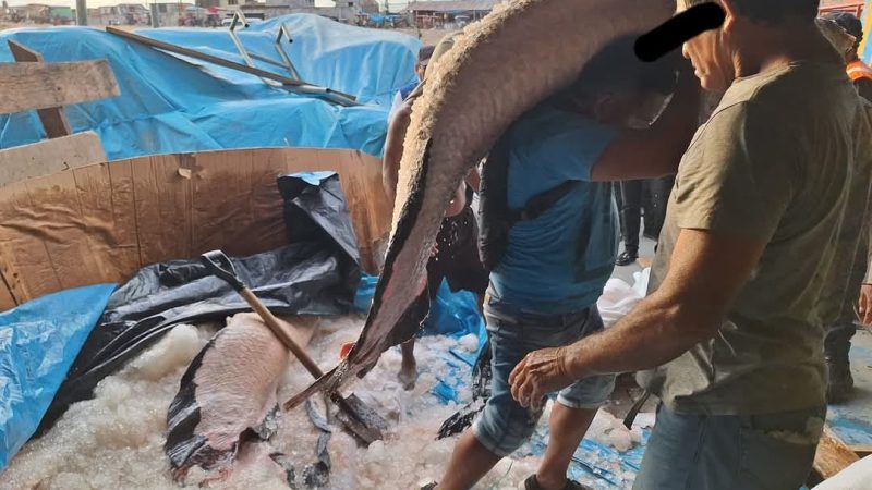 FEMA Iquitos incauta cargamento ilegal de Paiche en periodo de veda