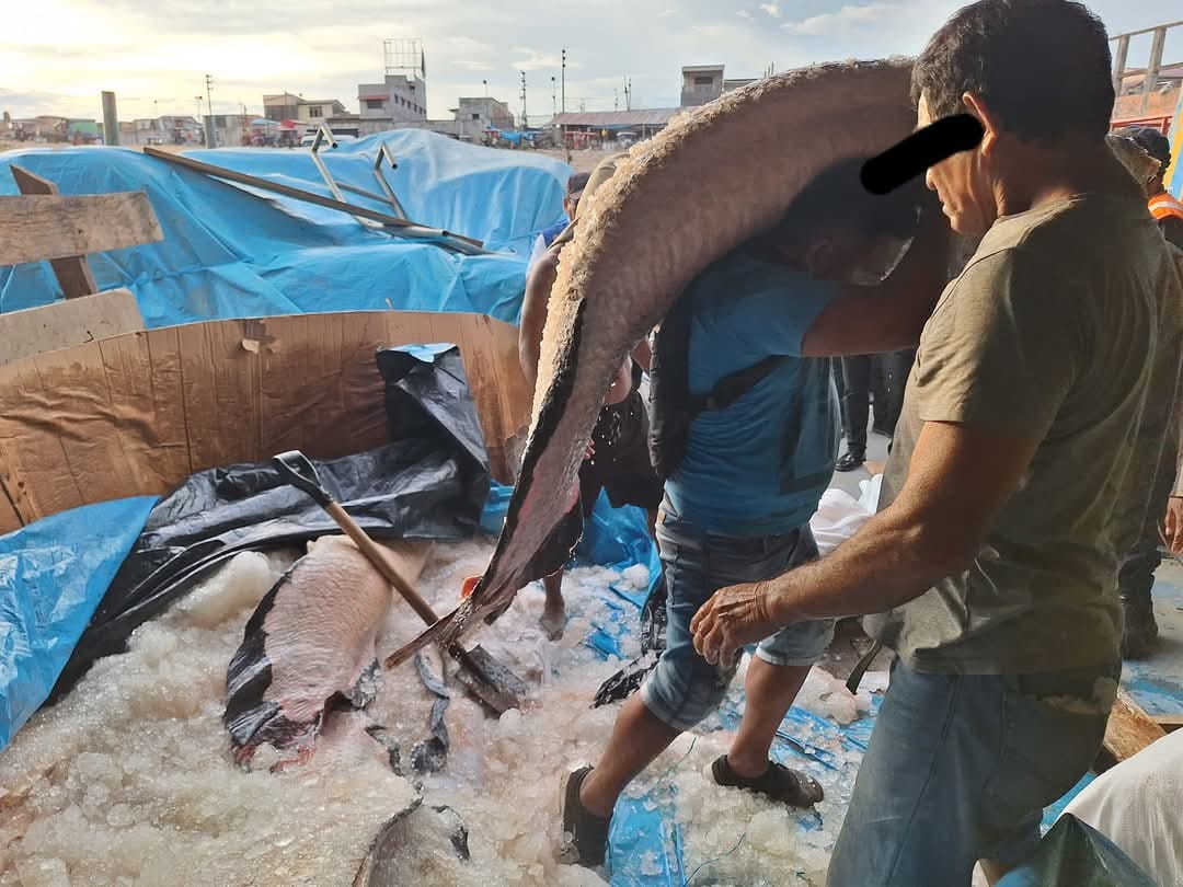 FEMA Iquitos incauta cargamento ilegal de Paiche en periodo de veda